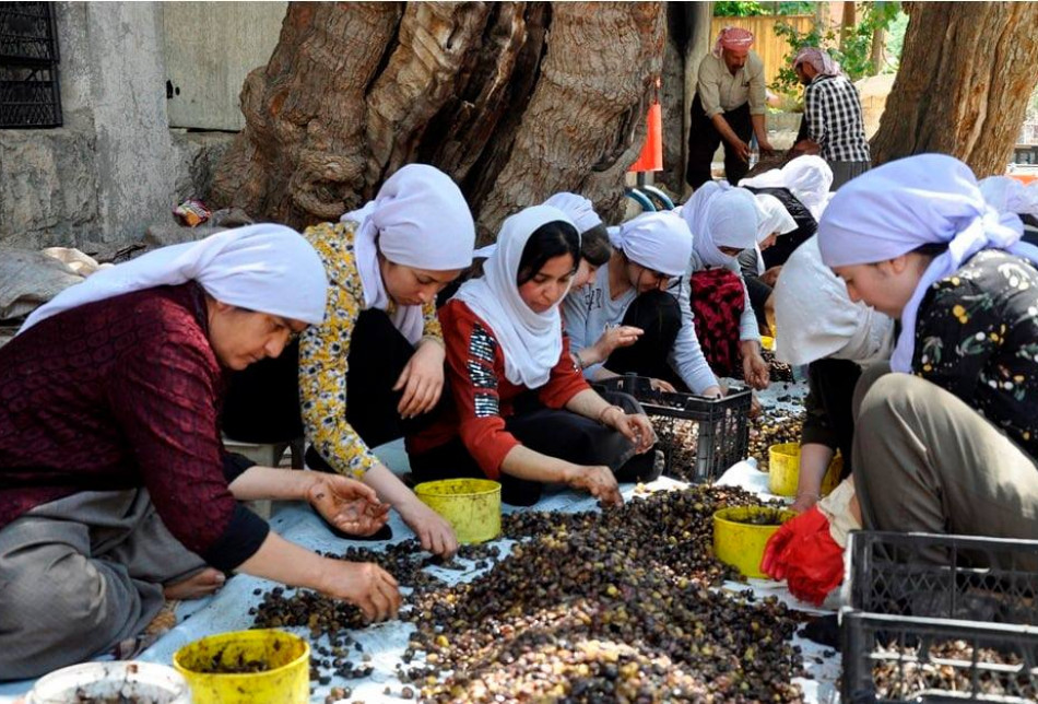 When the olives have fully grown and their color change to Black, they ate harvested from the nearly 700 oil trees of the temple and are collected at the same place.